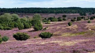 Naturpark Lüneburger Heide Wilsede Totengrund [upl. by Nirrok]