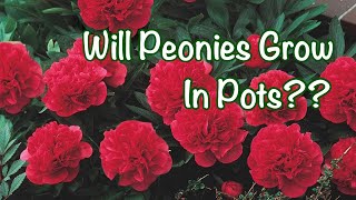 Peonies in pots vs peonies in a bed A nursery experiment PART 3 [upl. by Joyann]