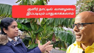 Germany யில் இந்த முறையிலும் குளிர்காலத்தில் வாழையை பாதுகாக்கலாம்  GROWING BANANAS In COLD [upl. by Hilel]