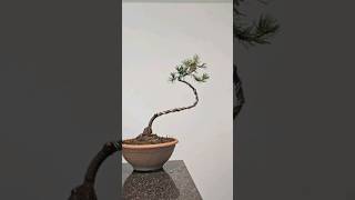 Starting a literati pine bonsai from scratch🌲 bonsai fyp howto tutorial diy easy slender [upl. by Yv]