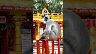 ಜಪಾಲಿ ತೀರ್ಥo tirumala tirupathi yvexplorer ytshorts hanumantemple mystery adventure forest [upl. by Jehiel]