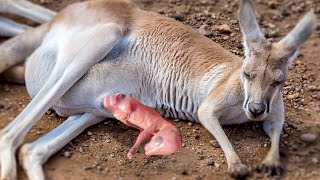 Kangaroo Giving Birth Success To Yong Kangaroo [upl. by Warton614]