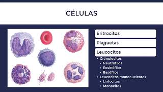 Clase de Histología de Sangre Facil [upl. by Koressa440]