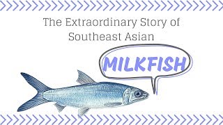 The Extraordinary Story of Southeast Asian Milkfish Chanos chanos [upl. by Noivaz]