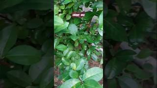 Cherry Tree plant carefruitsgardening channelshorts videofarming [upl. by Ardnekan]