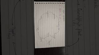 Haplontic life cycle of algae l life cycle of algae BSc 1st sem l algae [upl. by Lacym]