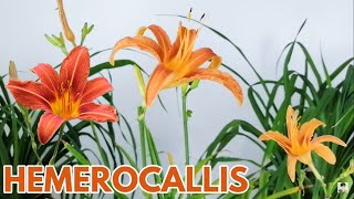 hemerocallis cuidados reproduccion CHUYITO JARDINERO [upl. by Sims]