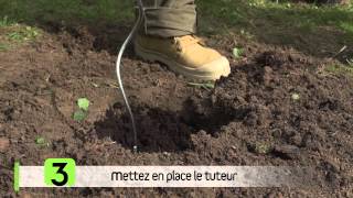 Planter des tomates – Comment et quand [upl. by Menken100]