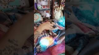 Cuteness Overload Stormie the Marmoset Monkey Plays with Her Human Momma [upl. by Marci]