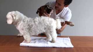 Dog vs Lump 2 HD how to destroy cysts amp tumours histiocytoma [upl. by Tomlinson]