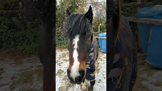 SNOWFLAKES FALLING ON AMOS ❄️🐴 it looks pretty but it’s hard work snow pony winter equestrian [upl. by Akerdnahs]