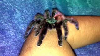 Avicularia aka Caribena Versicolor Tarantula [upl. by Coe]