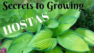 Secrets to Growing Healthy and Large Hostas 🍃 [upl. by Heer738]