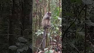 Bamboo Lemur  Lemur islandVakona forest lodge  Andasibe madagascar [upl. by Valonia]