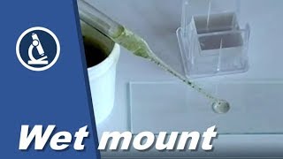 🔬 002  How do you make a WET MOUNT for Microscopy [upl. by Ataga]