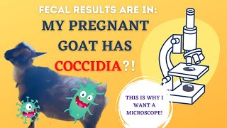 Treating Coccidia Naturally Natural Parasite Treatment for Goats [upl. by Alleuol]