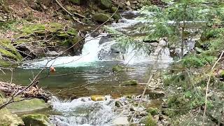 Suoni naturali cascata e uccelli Rilassante suono di una piccola cascata con canto di uccelli [upl. by Ellenar]