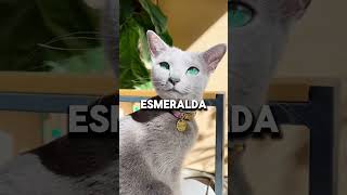 Estos son los cinco gatos más caros del mundo😯 [upl. by Arted]