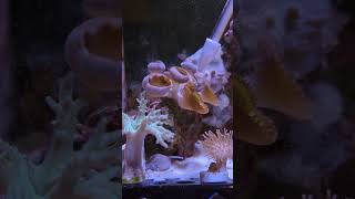 Feeding Palythoa Coral feat Zombie SnailColin the Shrimp coral love reefkeeping life aquarium [upl. by Asinla]