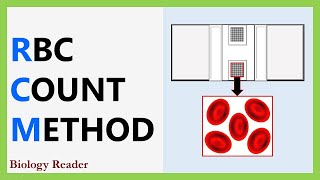 RBC Count Method  RBC Requirements Procedure Observation amp Calculation [upl. by Enitsirhk89]