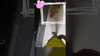 39 Nana Vs Cooking Time  My Dogs Hilarious Reactions While I Cook [upl. by Vasta]