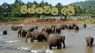 පින්නවල අලි බලන්න යමුද  Pinnawala Elephant Orphanage  Sri Lanka [upl. by Cedric]