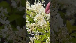 Plant Combinations featuring Hydrangeas [upl. by Teerell]