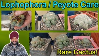 Lophophora care  Peyote  Sunlight  Watering  Soil  Fertilizer  Propagation [upl. by Arianna]