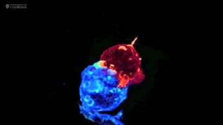 Killing Cancer Cells  Purtier Placenta  Live Cell Therapy [upl. by Mikes642]