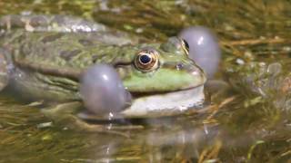 Marsh Frogs [upl. by Anavlys]