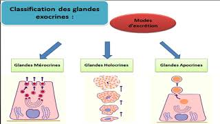 Cours dhistologie les épithéliums glandulaires [upl. by Eniffit]