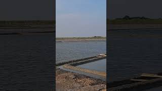 Pak Thale  Phetchaburi Thailand Curlews Godwits Stilts Plovers [upl. by Christal]