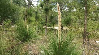 Pinus Palustris [upl. by Stanwood]