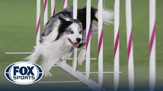 Best of 2022 Masters Agility Championships from Westminster Kennel Club  FOX Sports [upl. by Aleuname]