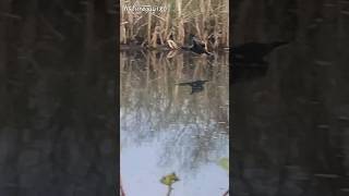 FLYING Cormorant And REFLECTION youtubeshorts nature reflection shorts water video [upl. by Atin178]