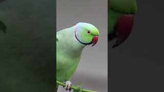 parakeet call birds parakeets [upl. by Felicia511]