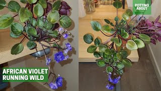 African Violet trailing semi miniature Running wild [upl. by Anyale514]