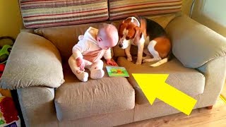 Hund mit Baby allein gelassen – Familie filmte alles und konnte ihren Augen nicht trauen [upl. by Toogood]