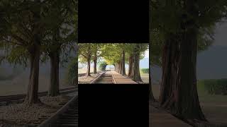 shorts 쇼츠 railroad tree breeze southkorea southkoreatravel southkoreatravel [upl. by Stewart798]