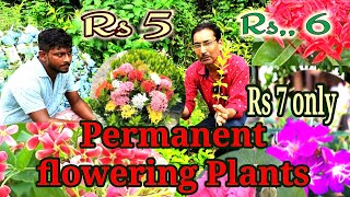 Permanent flowering Plants at Rs 5 or Rs 6 only This is Indias Cheapest Wholesale Plant Nursery [upl. by Milburt]