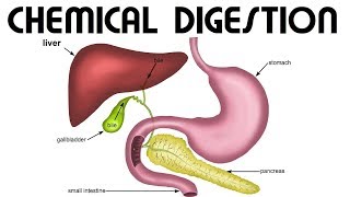 Intro to Nutrition 51 What is Chemical Digestion Human Anatomy and Physiology NUTRITION FACTS [upl. by Aehsa476]