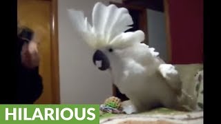 Cockatoo engages in hilarious argument with owner [upl. by Eduardo]