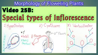 SPECIAL TYPES OF INFLORESCENCE  Hypanthodium Cyathium and Verticillaster Inflorescence  NEET [upl. by Erised21]