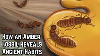 How an Amber Fossil Reveals Ancient Habits [upl. by Nosnev]