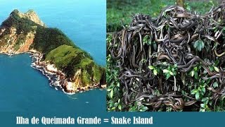 Snake Island in Brazil Hindi [upl. by Isied]