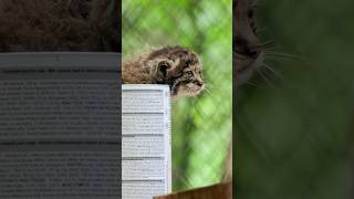 Pallas‘s cat kittens weighing ⚖️ manul pallascat [upl. by Schnur]