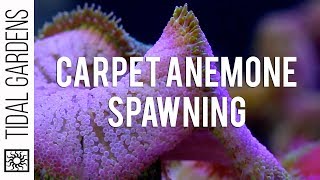 Mini Maxi Carpet Anemone Spawning [upl. by Mark]