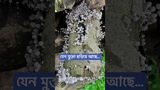 যেন মুক্তা ছড়িয়ে আছে [upl. by Haelat]