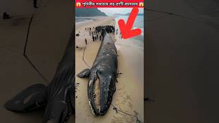 পৃথিবীর সবচেয়ে বড় প্রাণী রহস্যময় ঘটনা 😱 Blue Whale Explodes bluewhalefacts shark shorts [upl. by Htessil76]