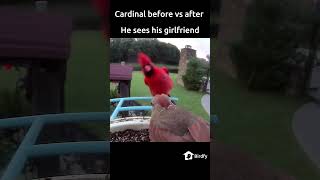 Cardinal before vs after he sees his girlfriend birds birdwatching shorts [upl. by Dorina]